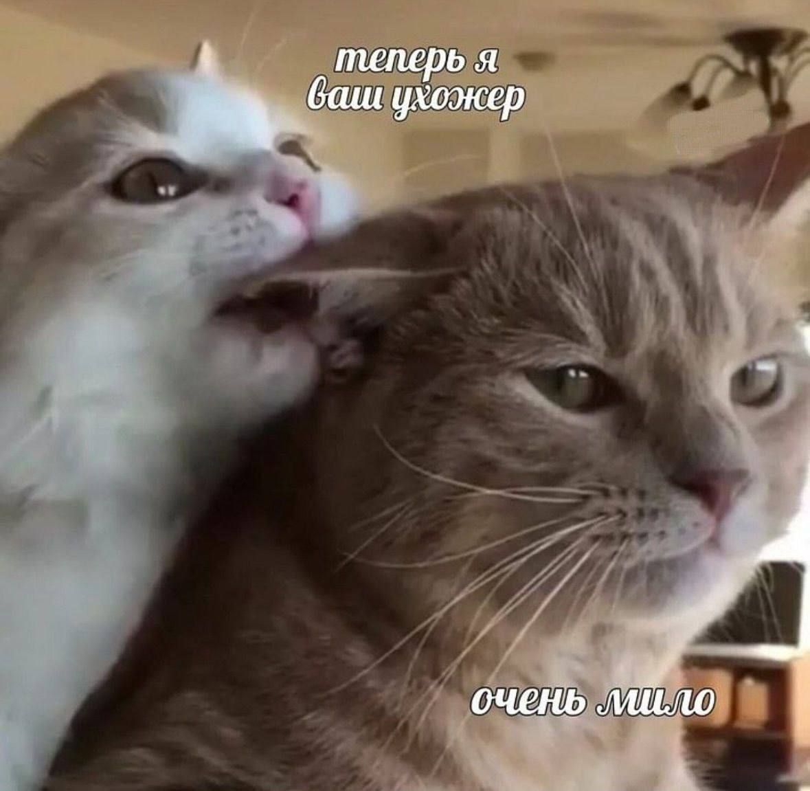 теперь я ваш ухожер очень мило