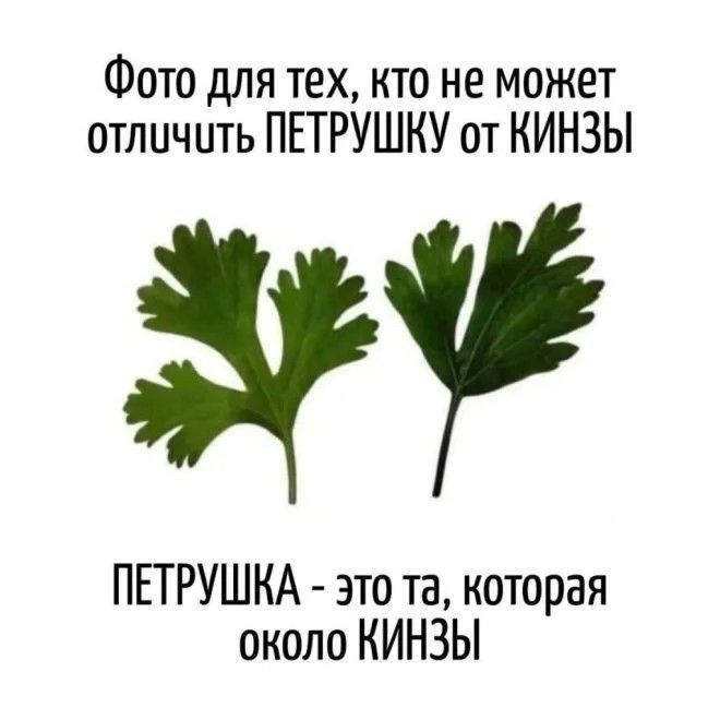 Фото для тех, кто не может отличить ПЕТРУШКУ от КИНЗЫ
ПЕТРУШКА - это та, которая около КИНЗЫ.