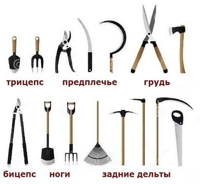 трицепс
предплечье
грудь
бицепс
ноги
задние дельты