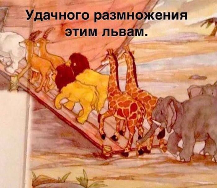 Удачного размножения этим львам.