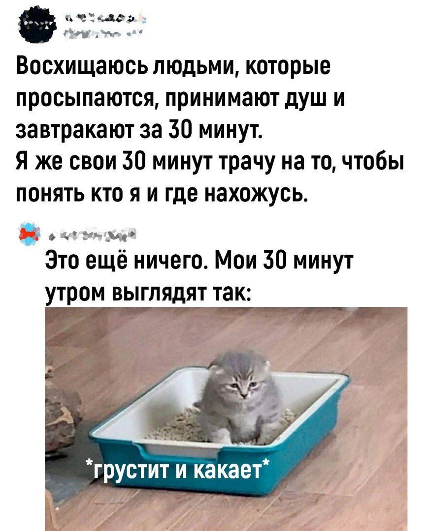 Восхищаюсь людьми, которые просыпаются, принимают душ и завтракают за 30 минут. Я же свои 30 минут трачу на то, чтобы понять кто я и где нахожусь.
Это ещё ничего. Мои 30 минут утром выглядят так:
*грустит и какает*