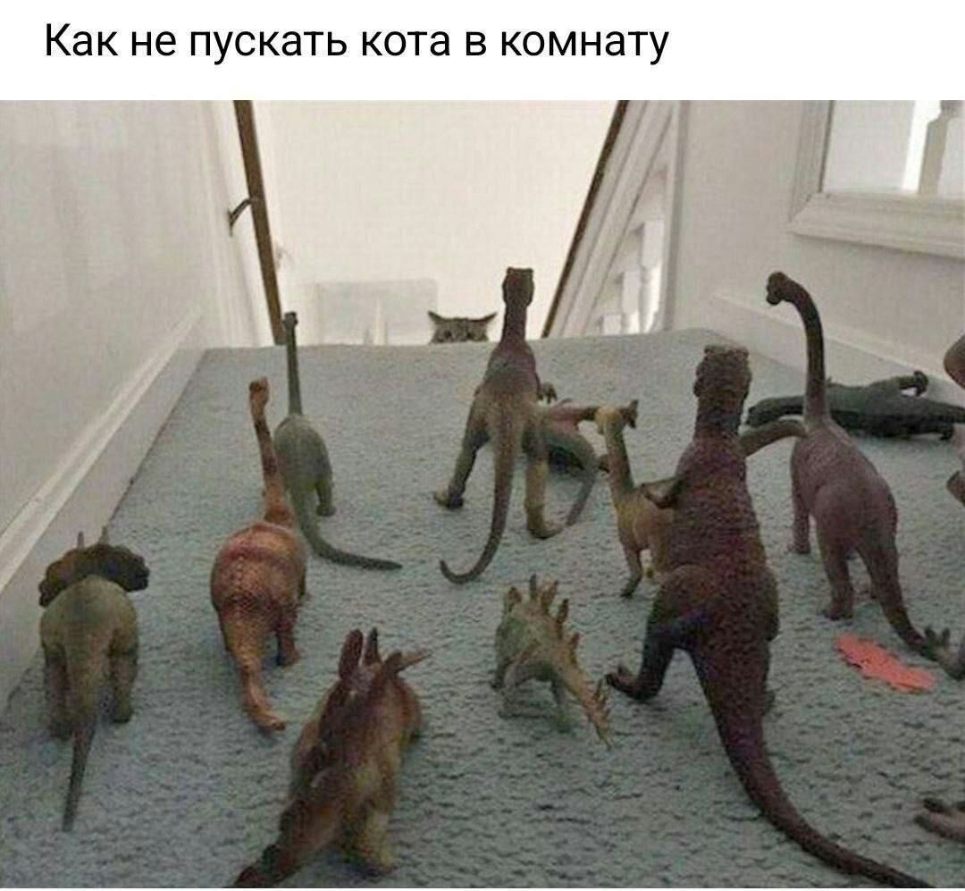 Как не пускать кота в комнату