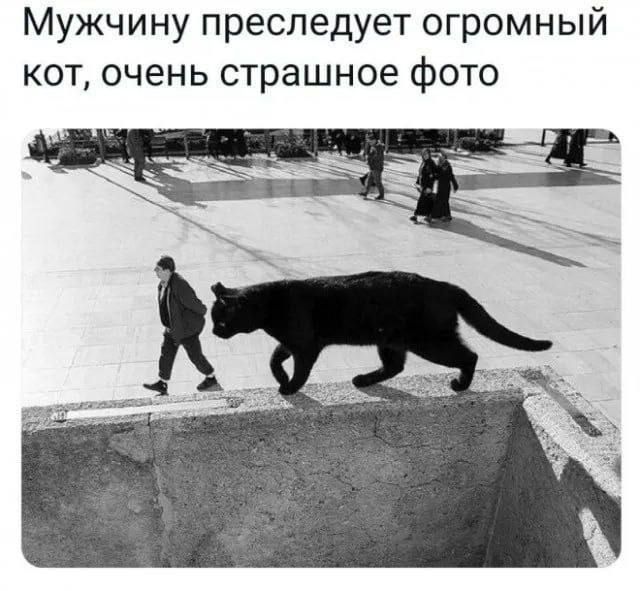 Мужчину преследует огромный кот, очень страшное фото