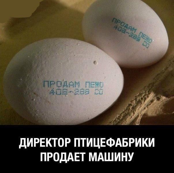 ДИРЕКТОР ПТИЦЕФАБРИКИ ПРОДАДИТ МАШИНУ