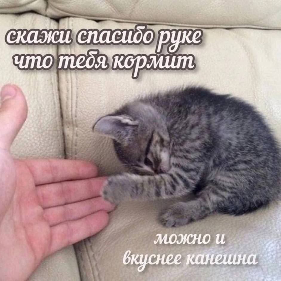 скажи спасибо руке что тебя кормит можно и вкуснее канечина