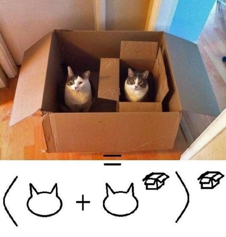 ⟨(кот + кот)⟩ = коробка