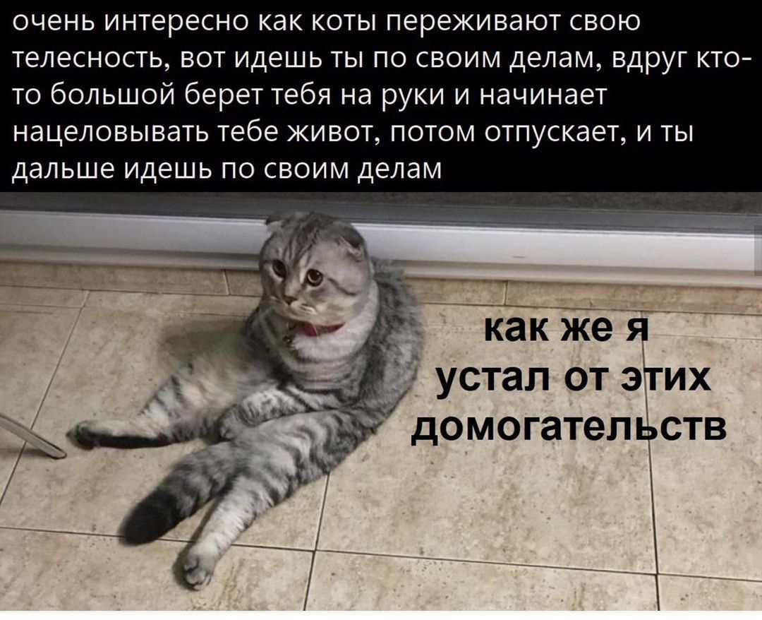 очень интересно как коты переживают свою телесность, вот идешь ты по своим делам, вдруг кто-то большой берет тебя на руки и начинает нацеловывать тебе живот, потом отпускает, и ты дальше идешь по своим делам
как же я устал от этих домашних дел