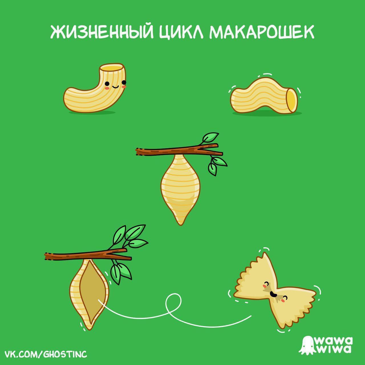 ЖИЗНЕННЫЙ ЦИКЛ МАКАРОШЕК