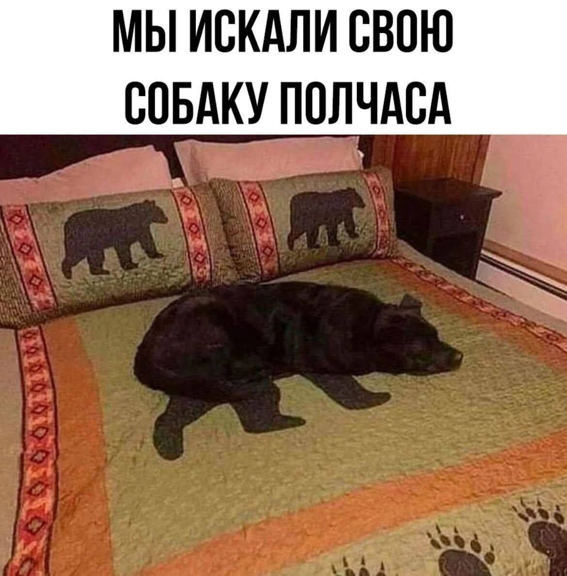 Мы искали свою собаку полчаса.