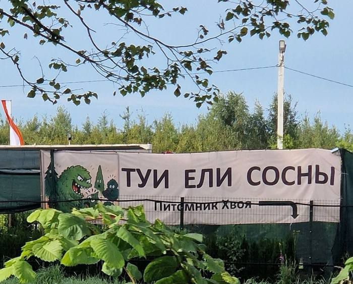 ТУИ ЕЛИ СОСНЫ
Питомник Хвоя