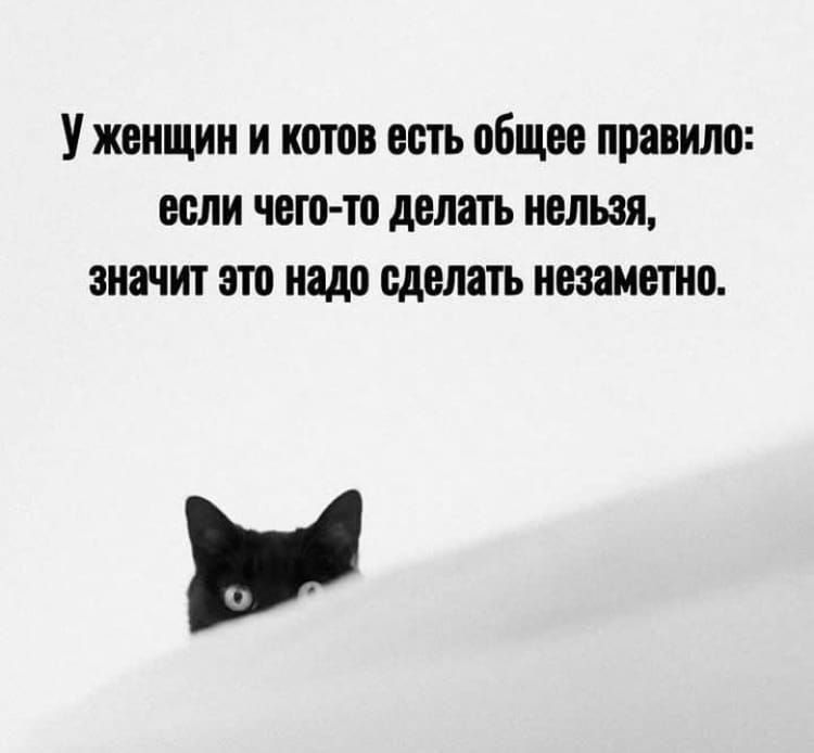 У женщин и котов есть общее правило: если чего-то делать нельзя, значит это надо сделать незаметно.