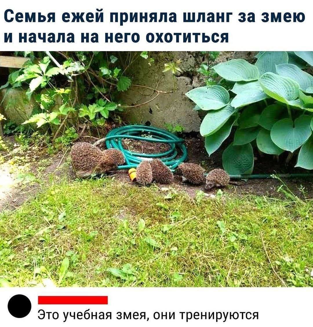 Семья ежей приняла шланг за змею и начала на него охотиться.
Это учебная змея, они тренируются.