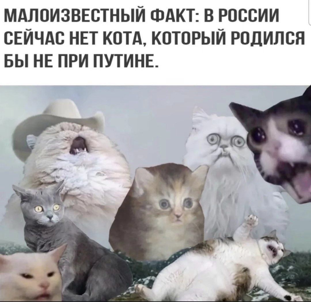 МАЛОИЗВЕСТНЫЙ ФАКТ: В РОССИИ СЕЙЧАС НЕТ КОТА, КОТОРЫЙ РОДИЛСЯ БЫ НЕ ПРИ ПУТИНЕ.