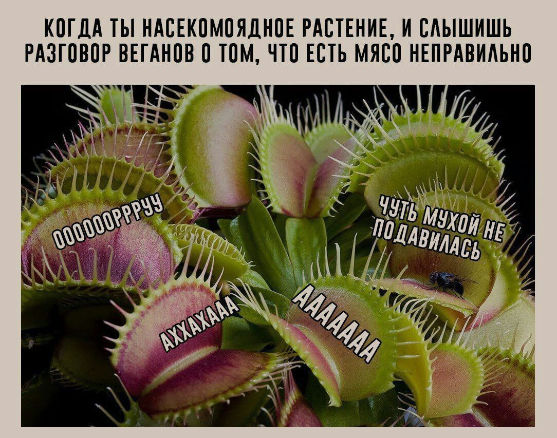 КОГДА ТЫ НАСЕКОМОЯДНОЕ РАСТЕНИЕ, И СЛЫШИШЬ РАЗГОВОР ВЕГАНОВ О ТОМ, ЧТО ЕСТЬ МЯСО НЕПРАВИЛЬНО

OOOOOORRRYYY
ЧУТЬ МУХОЙ НЕ ПОДАВИЛАСЬ
AHHHHAAAA
AAAAAAAAA