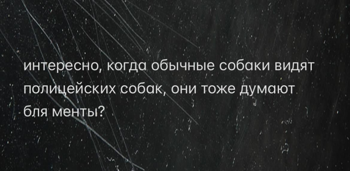 интересно, когда обычные собаки видят полицейских собак, они тоже думают бля менты?