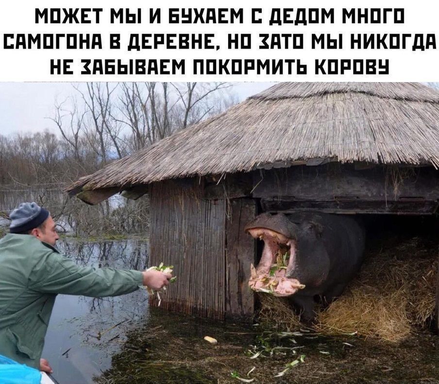 МОЖЕТ МЫ ИБУХАЕМ С ДЕДОМ МНОГО САМОГОНА В ДЕРЕВНЕ, НО ЗАТО МЫ НИКОГДА НЕ ЗАБЫВАЕМ ПОКОРМИТЬ КОРОВУ