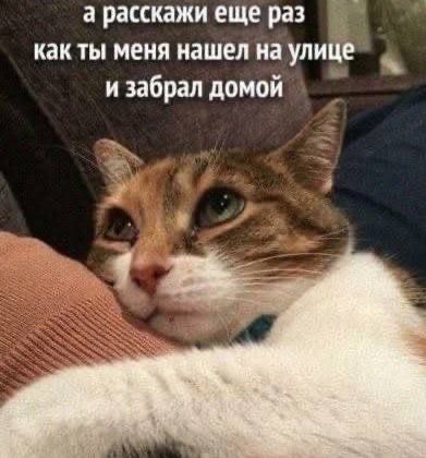 а расскажи еще раз как ты меня нашел на улице и забрал домой