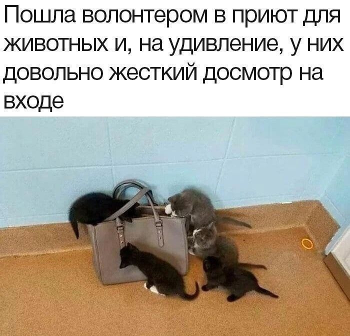Пошла волонтёром в приют для животных и, на удивление, у них довольно жёсткий досмотр на входе