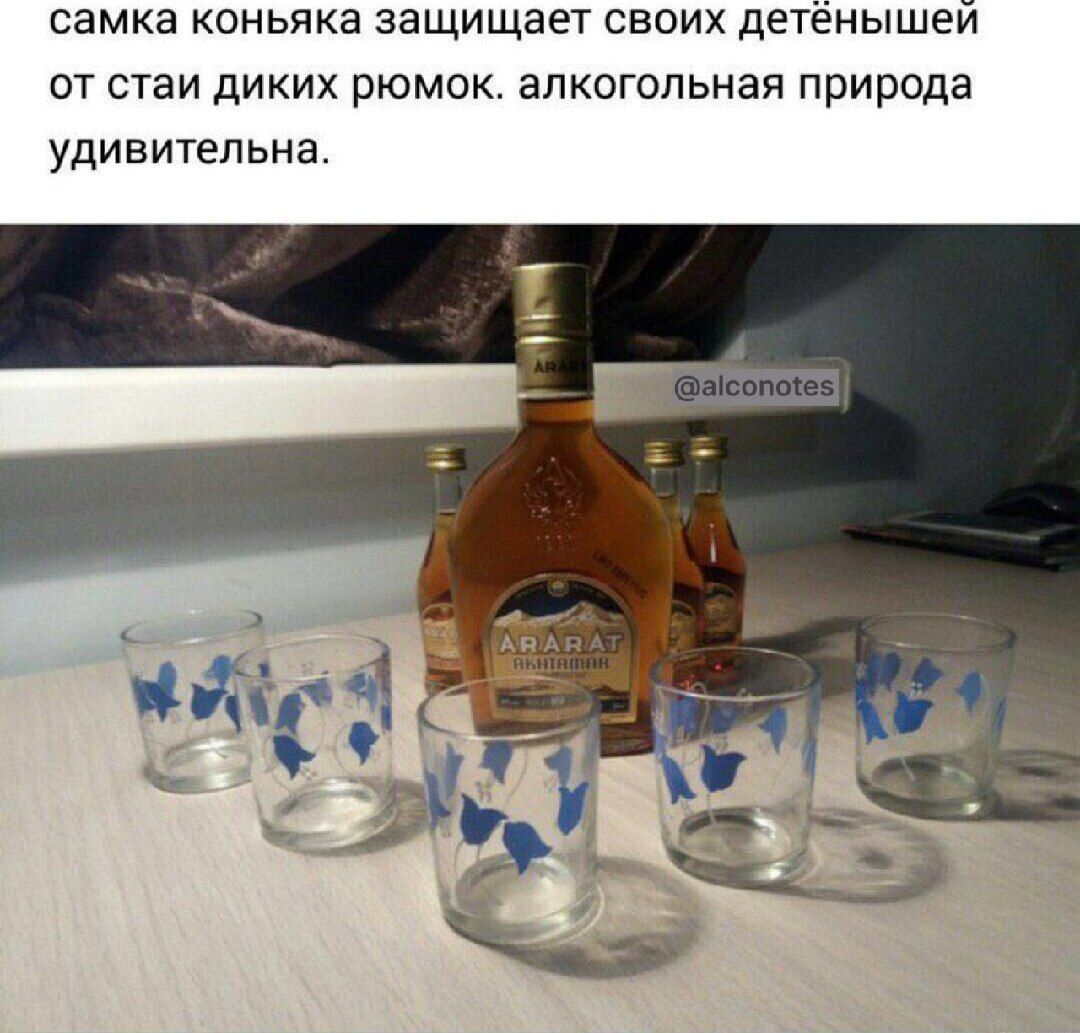 самка коньяка защищает своих детёнышей от стаи диких рюмок. алкогольная природа удивительна.