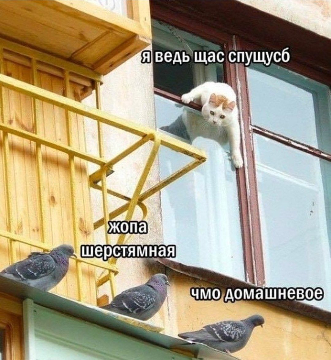 я ведь щас спущусь
жопа шерстяная
чмо домашнее