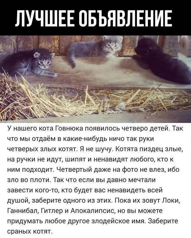 ЛУЧШЕЕ ОБЪЯВЛЕНИЕ. У нашего кота Говнюка появилась четверо детей. Так что мы отдаём в какие-нибудь ничтожные руки четверых злых котят. Я не шучу. Котята пиздец злые, на ручки не идут, шипят и ненавидят любого, кто к ним подходит. Четвертый даже на фото не влез, ибо зло во плоти. Так что если вы давно мечтали завести кого-то, кто будет вас ненавидеть всей душой, заберите одного из этих. Их зовут Локи, Ганнибал, Гитлер и Апокалипсис, но вы можете придумать любое другое злодейское имя. Заберите сранных котят.