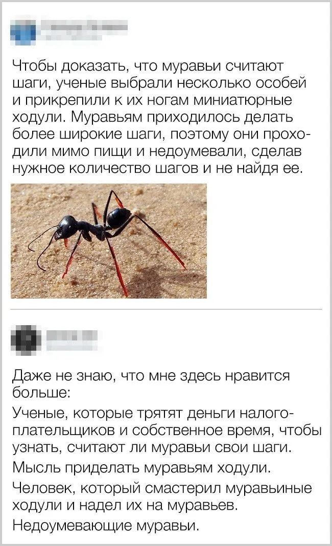 Чтобы доказать, что муравьи считают шаги, учёные выбрали нескольких особей и прикрепили к их ногам миниатюрные ходули. Муравьям приходилось делать более широкие шаги, поэтому они проходили мимо пищи и недоумевали, сделав нужное количество шагов и не найдя ее. Даже не знаю, что мне здесь нравится больше: учёные, которые тратят деньги налогоплательщиков и собственное время, чтобы узнать, считают ли муравьи свои шаги. Недоумевающие муравьи.