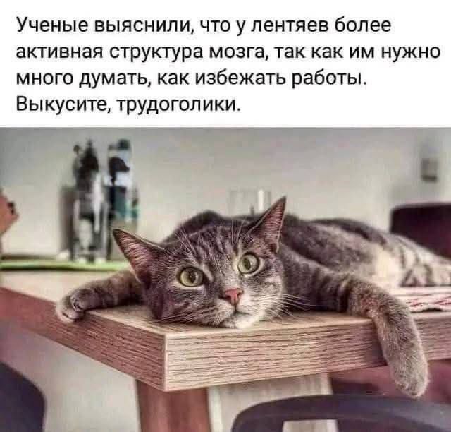 Учёные выяснили, что у ленивцев более активная структура мозга, так как им нужно много думать, как избежать работы. Выкусите, трудоголики.