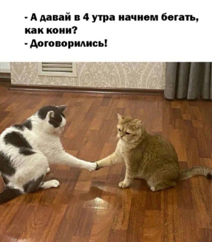 - А давай в 4 утра начнем бегать, как коня? - Договорились!