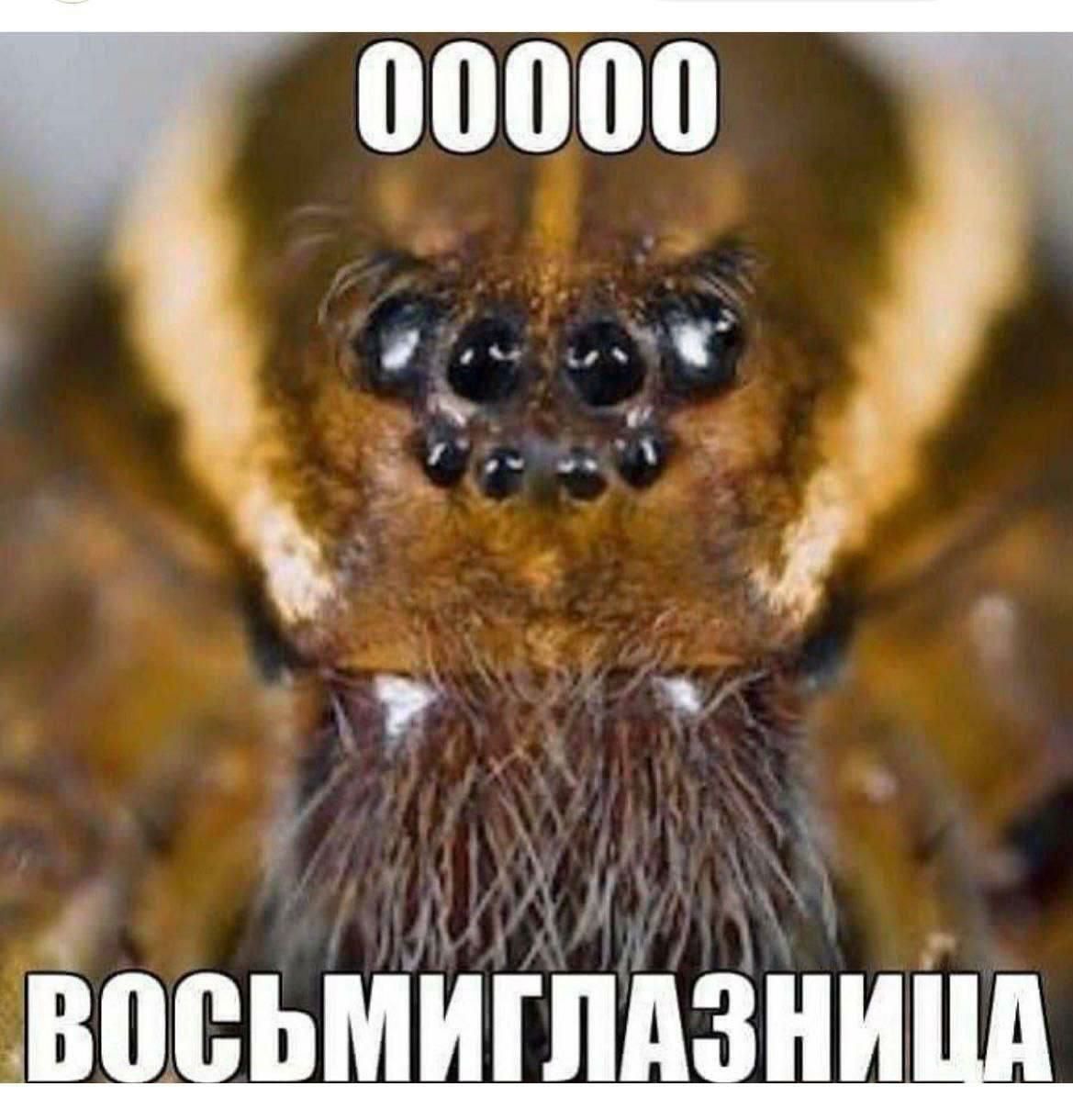 00000 Восьмиглазница