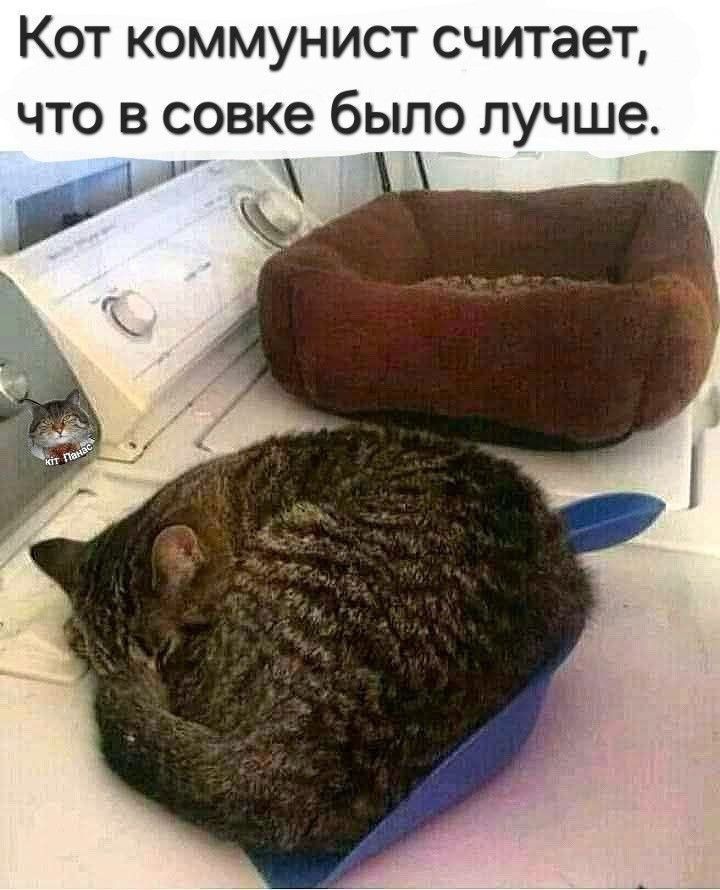Кот коммунист считает, что в совке было лучше.