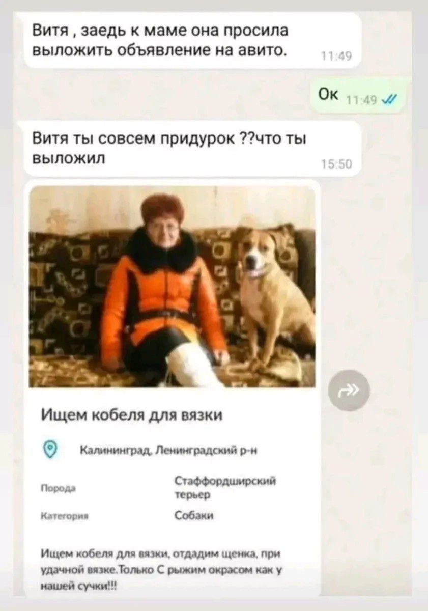Витя , заедь к маме она просила выложить объявление на авито. Ок Витя ты совсем придурок ??что ты выложил Ищем кобеля для вязки Калининград, Ленинградский р-н Породы Категории Собаки Ищем кобеля для вязки, отдам щенка, при удачной вязке. Только С рыжим окрасом как у нашей сучки!!!
