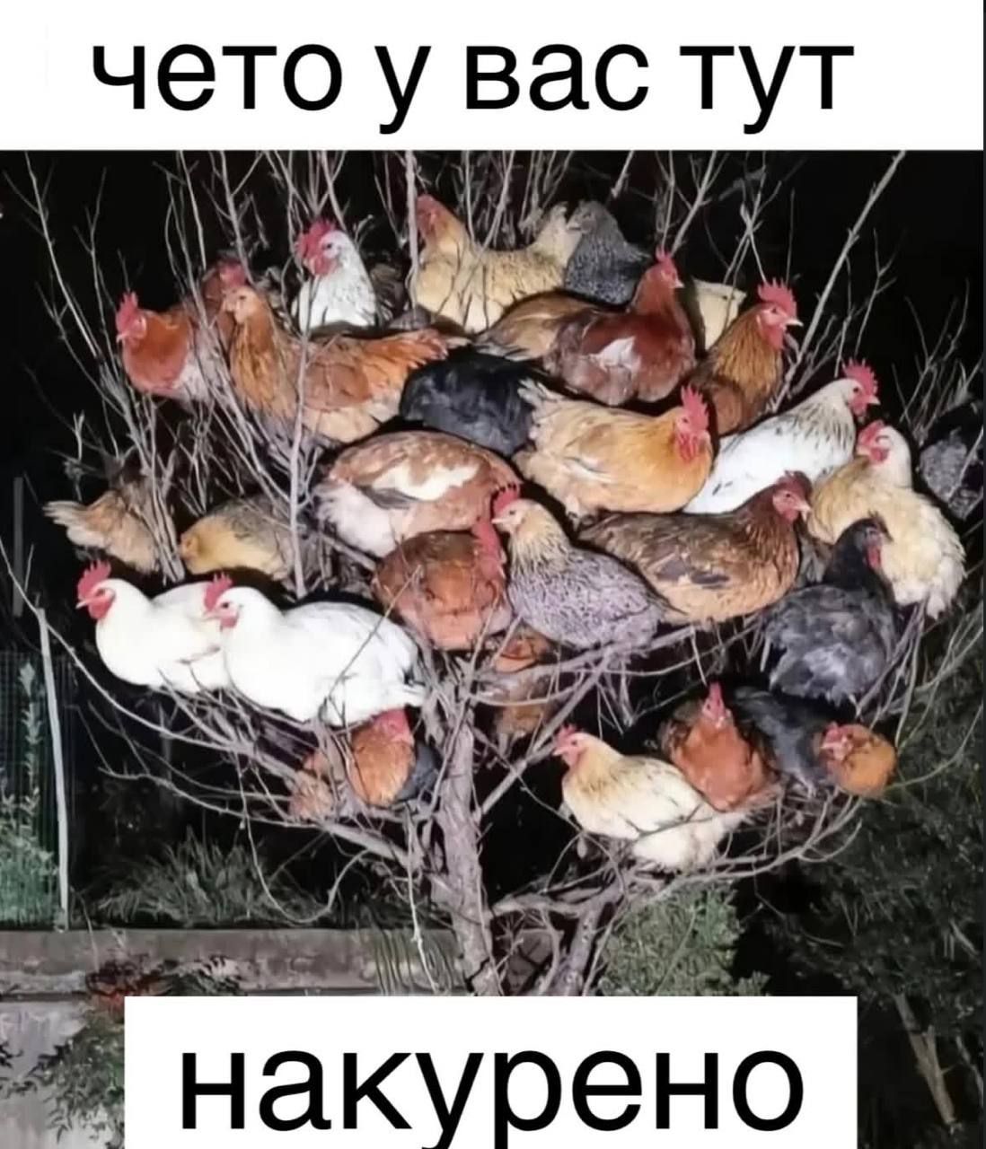 чето у вас тут накурено
