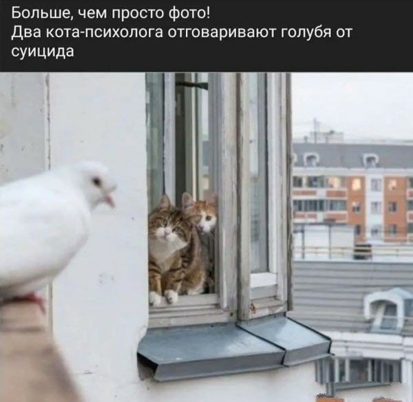 Больше, чем просто фото!\nДва кота-психолога отговаривают голубя от суицида