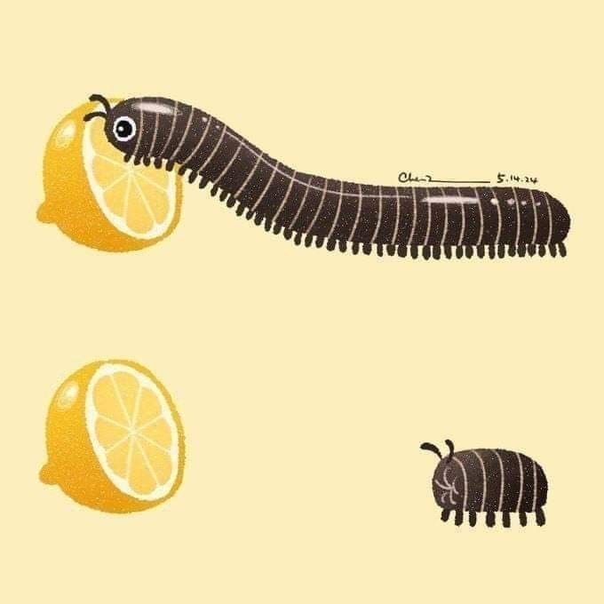 Иллюстрация с лимоном и длинной черной многоножкой-прямо как лента