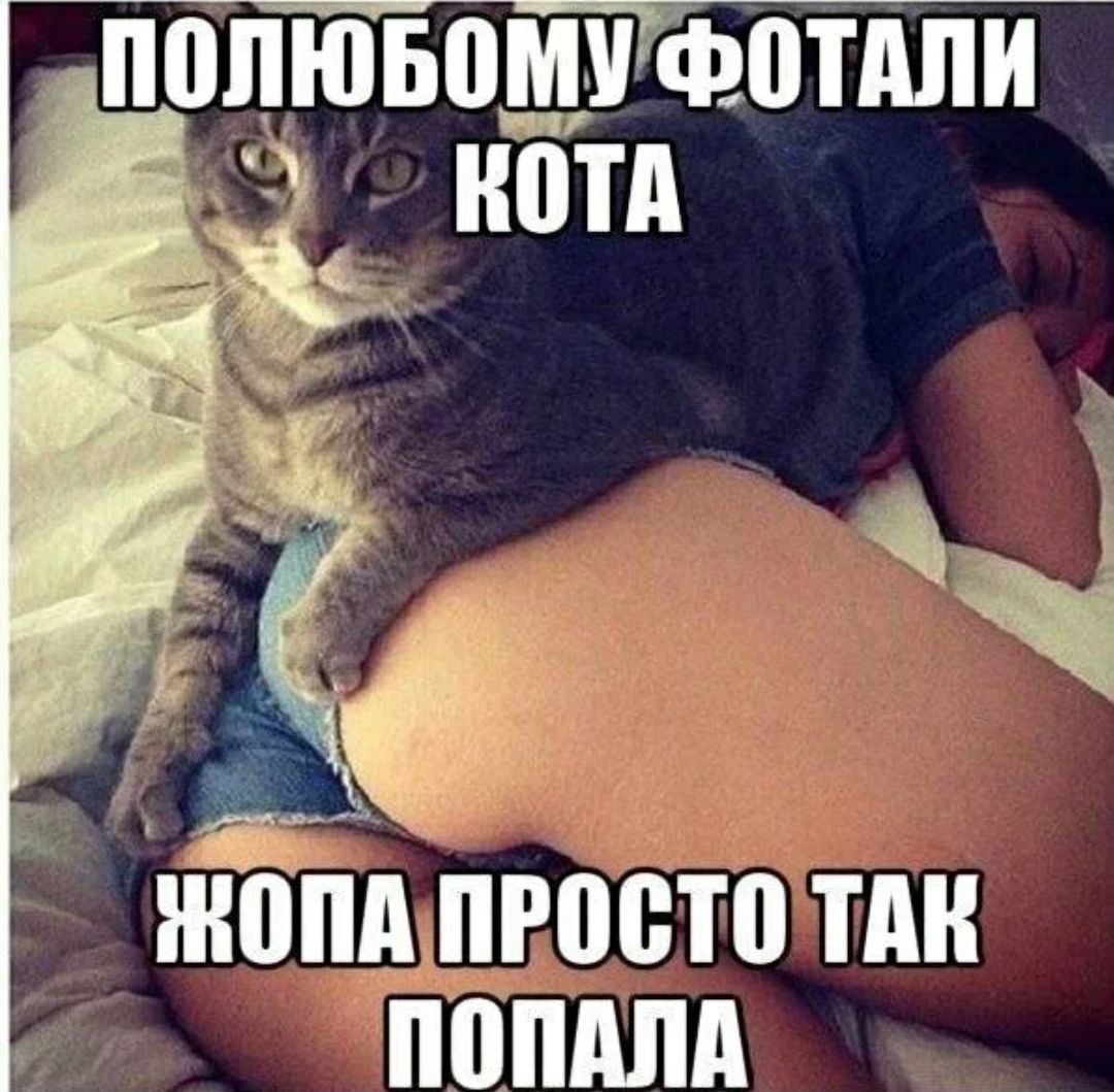 ПОЛЮБОМУ ФОТАЛИ КОТА ЖОПА ПРОСТО ТАК ПОПАЛА