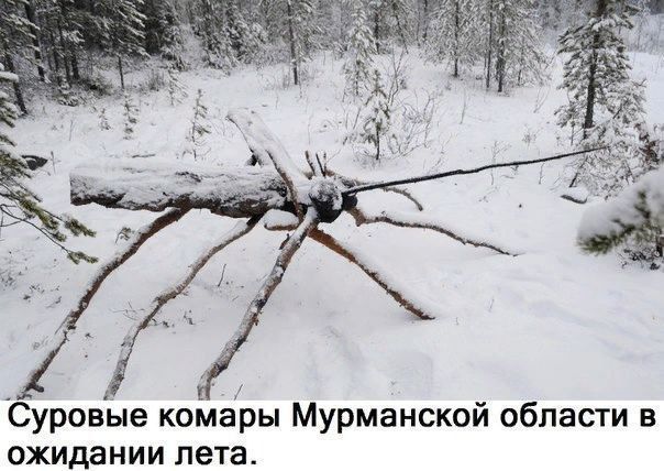 Суровые комары Мурманской области в ожидании лета.