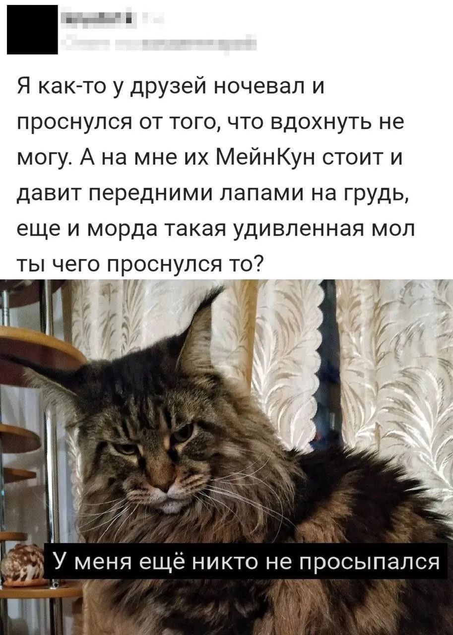 Я как-то у друзей ночевал и проснулся от того, что вдохнуть не могу. А на мне их МейнКун стоит и давит передними лапами на грудь, еще и морда такая удивленная мол ты чего проснулся-то? У меня ещё никто не просыпался.
