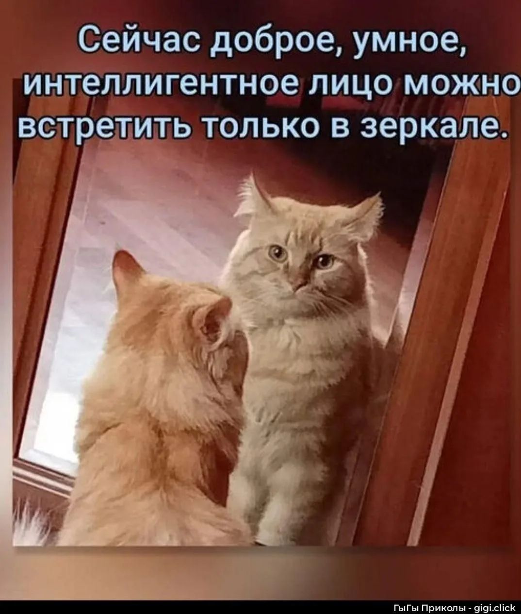 Сейчас доброе, умное, интеллигентное лицо можно встретить только в зеркале.