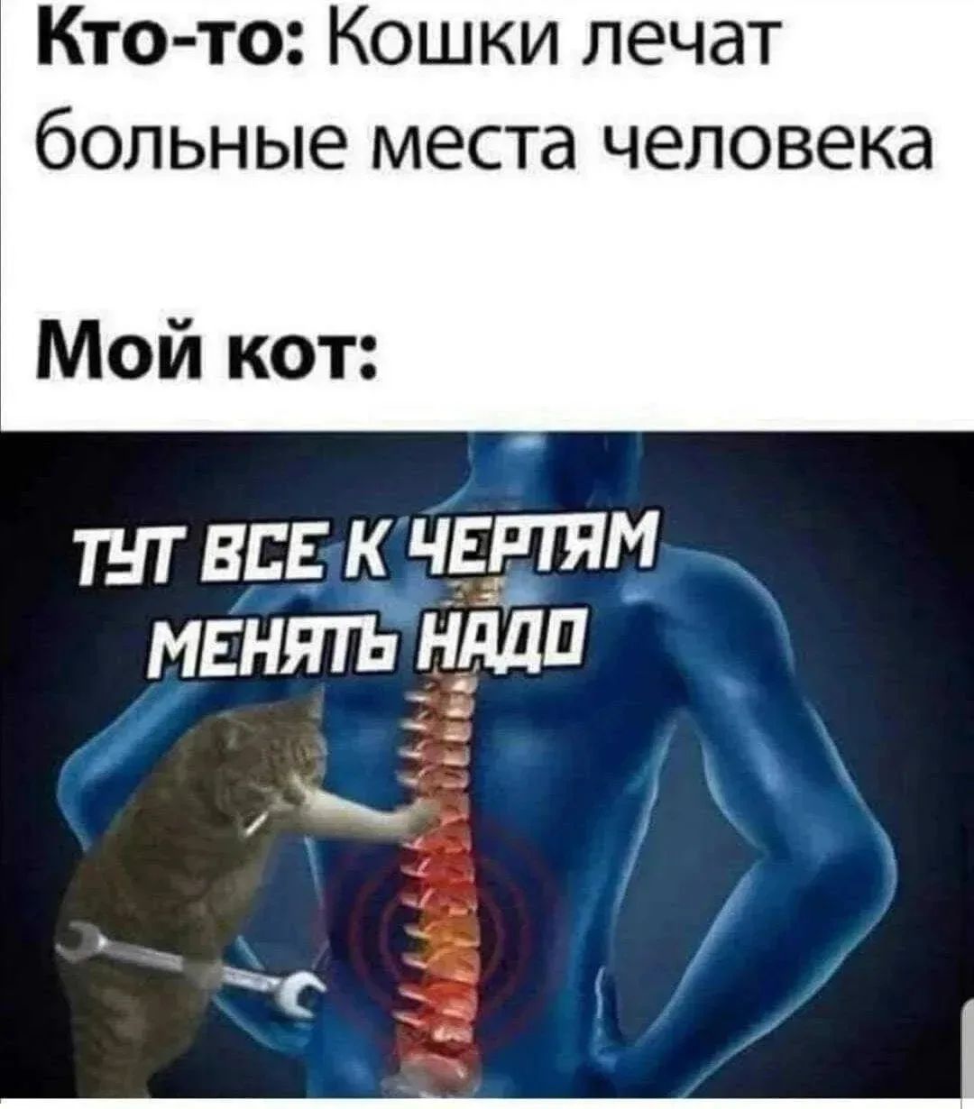 Кто-то: Кошки лечат больные места человека Мой кот: ТУТ ВСЕ К ЧЕРТЯМ МЕНЯТЬ НАДО