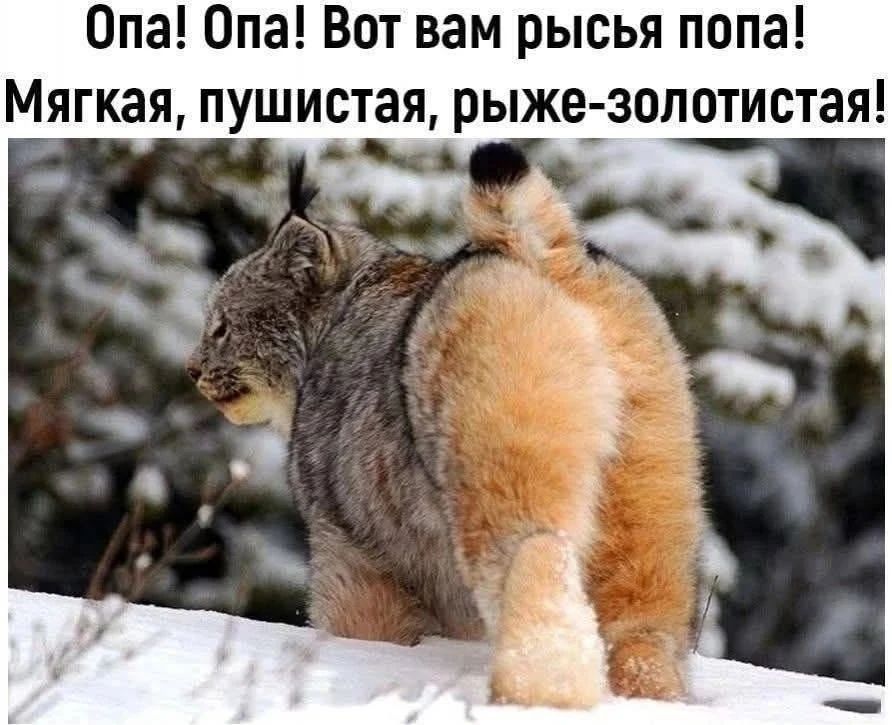 Опа! Опа! Вот вам рысья попа! Мягкая, пушистая, рыже-золотистая!