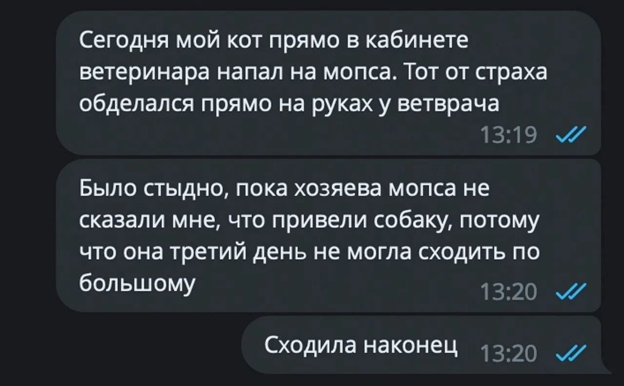 Сегодня мой кот прямо в кабинете ветеринара напал на мопса. Тот от страха обделался прямо на руках у ветврача. Было стыдно, пока хозяева мопса не сказали мне, что привели собаку, потому что она третий день не могла сходить по большому. Сходила наконец.