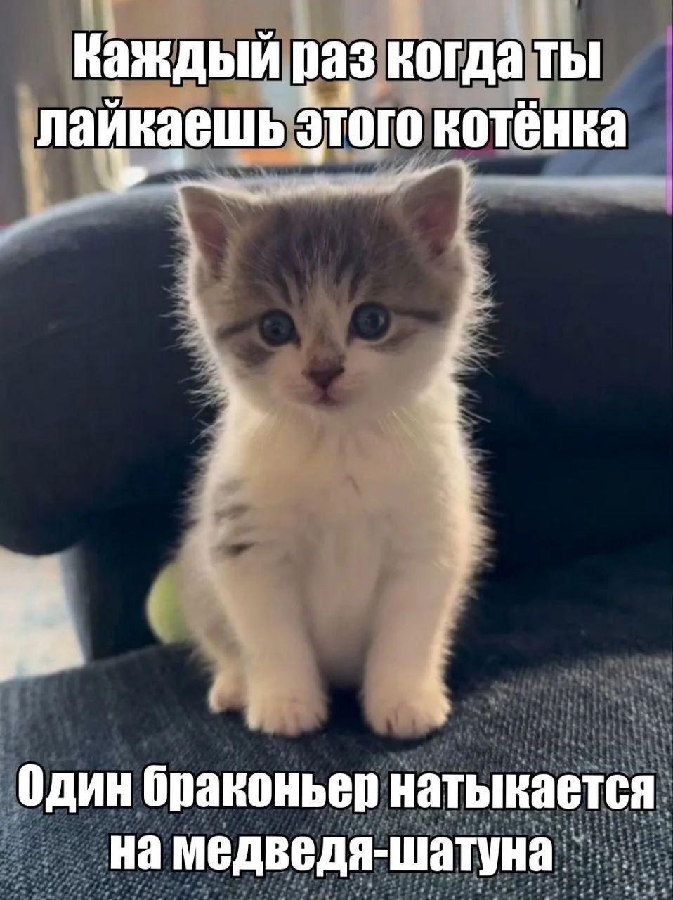 Каждый раз когда ты лайкаешь этого котёнка Один браконьер натыкается на медведя-шатуна