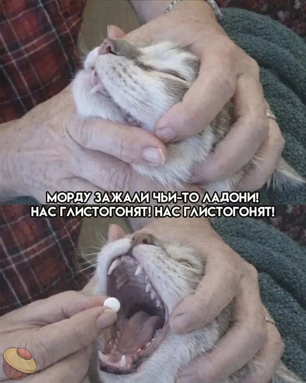 МОРДУ ЗАЖАЛИ ЧЬИ-ТО ЛАДОНИ! НАС ГЛИСТОГОНЯТ! НАС ГЛИСТОГОНЯТ!