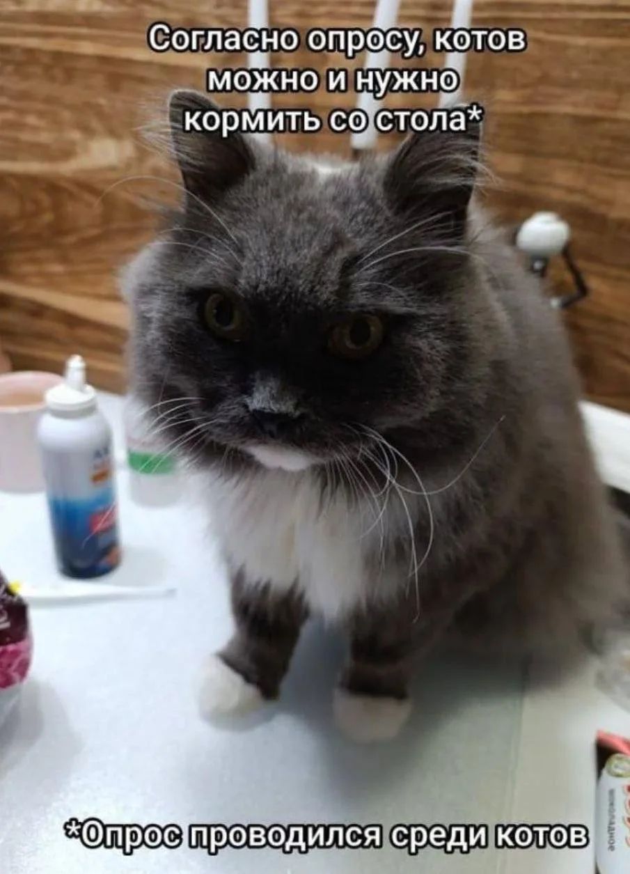 Согласно опросу, котов можно и нужно кормить со стола* *Опрос проводился среди котов