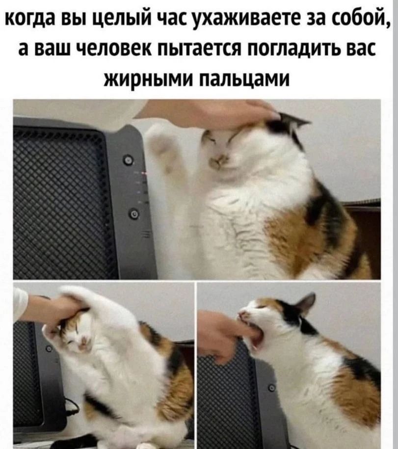 когда вы целый час ухаживаете за собой, а ваш человек пытается погладить вас жирными пальцами