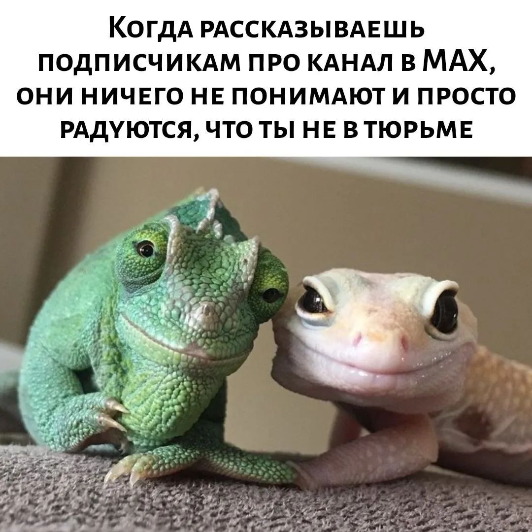 КОГДА РАССКАЗЫВАЕШЬ ПОДПИСЧИКАМ ПРО КАНАЛ В МАХ, ОНИ НИЧЕГО НЕ ПОНИМАЮТ И ПРОСТО РАДУЮТСЯ, ЧТО ТЫ НЕ В ТЮРЬМЕ
