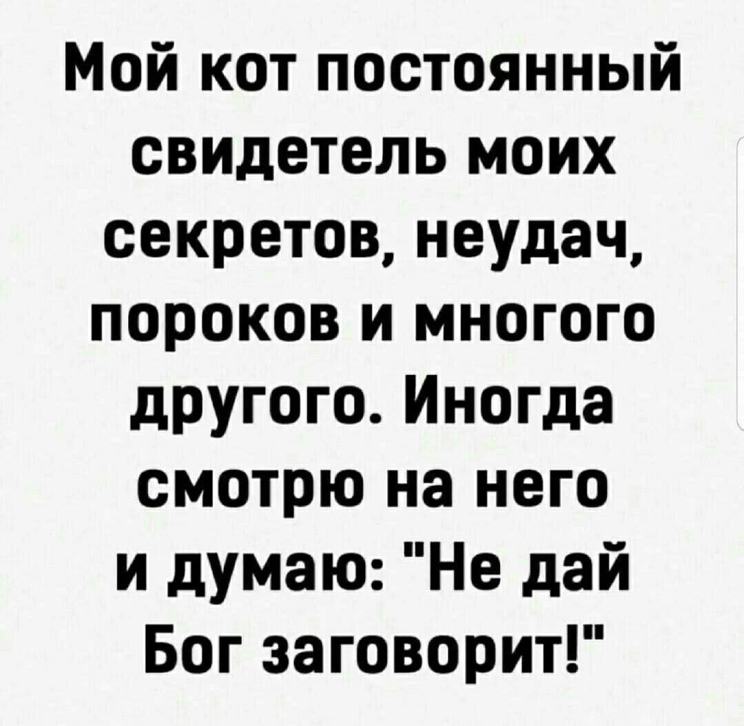 Мой кот постоянный свидетель моих секретов неудач пороков и многого другого Иногда смотрю на него и думаю Не дай Бог заговорит