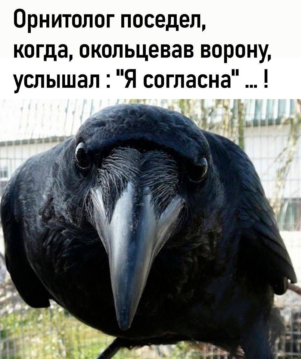 ОРНИТОЛОГ ПОСЕДЕЛ когда ОКОЛЬЦЕВЗВ ВОРОНУ услышал Я согласна п