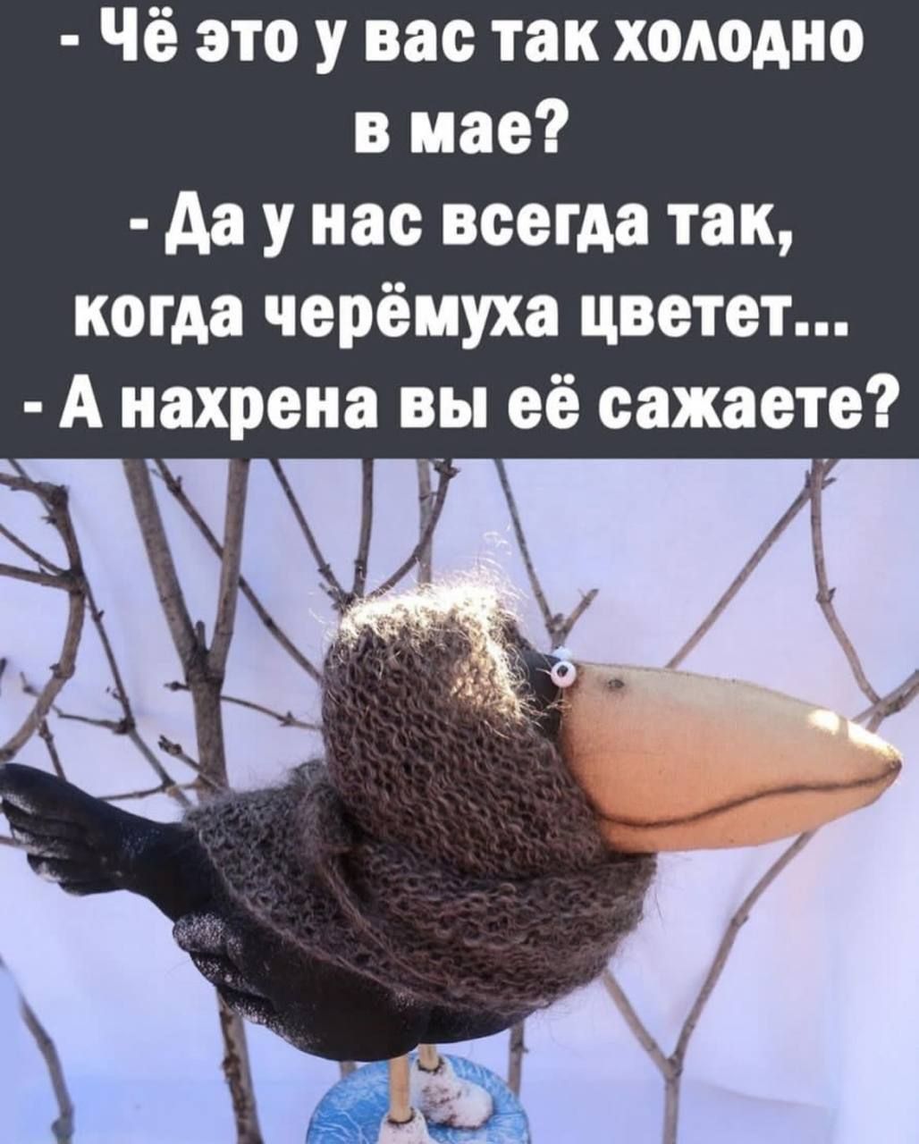 Чё это у вас так холодно в мае да у нас всегда так когда черёиухе цветет А нахрена вы её сажаете