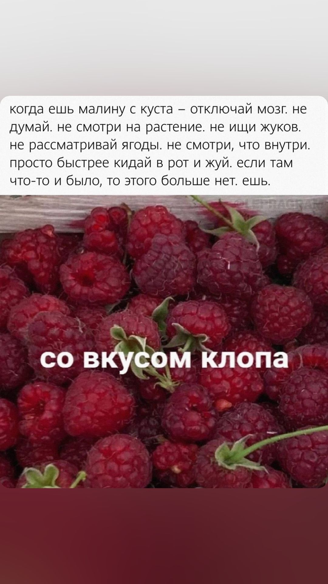 когда ешь малину куста отключай мозг не думай не смотри на растение не ищи жуков не рассматривай ягоды не смотри что внутри просто быстрее кидай в рот и жуй если там чтоето и было то этого больше нет ешь